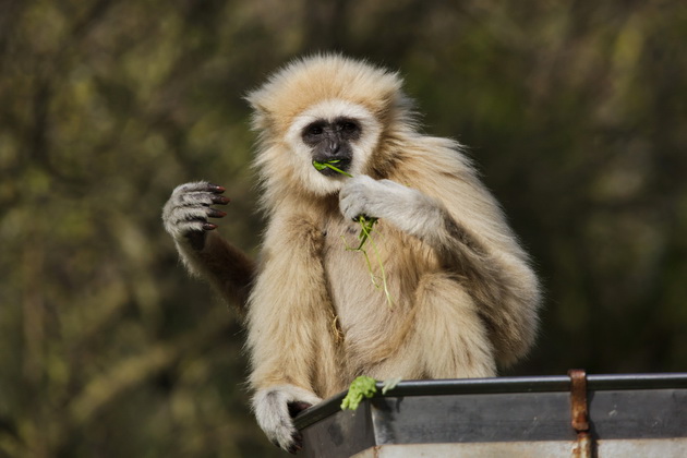 mornichavi-krici-na-gibonite-zhivotnite-od-skopje-zoo-prvi-go-pochuvstvuvaa-zemjotresot-vo-skopje-video-03.jpg
