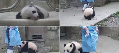 preslatka-panda-vo-zoo-ja-sledi-svojata-neguvatelka-za-da-ne-ja-napushti-video-01povekje.jpg