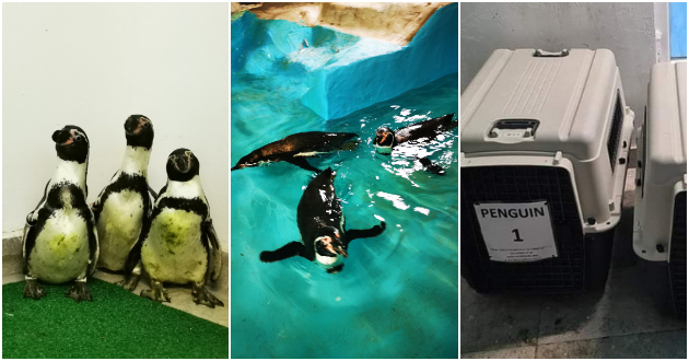 ekskluzivni-fotki-od-novite-zhiteli-na-zoo-skopje-tri-neodolivi-pingvini-01.jpg