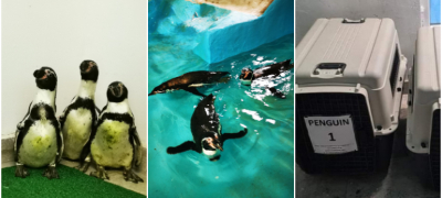ekskluzivni-fotki-od-novite-zhiteli-na-zoo-skopje-tri-neodolivi-pingvini-повекје.jpg