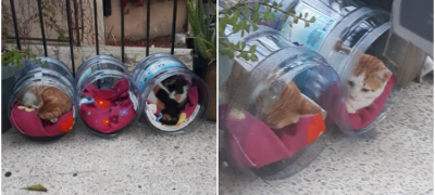 odlichno-reshenie-za-ulichni-machki-udobni-krevetchinja-napraveni-od-plastichni-shishinja-za-voda-povekje.jpg