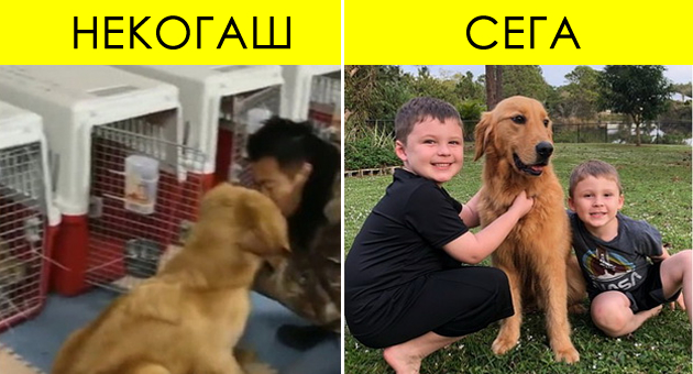 pozitiva-na-denot-20-zlatni-retriveri-spaseni-od-pazarot-na-meso-vo-kina-se-vdomeni-vo-sad-01.jpg
