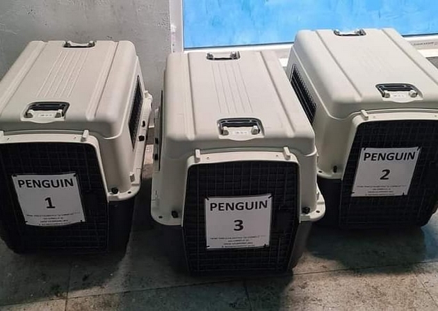 sinokja-vo-skopje-zoo-pristignaa-novi-zhivotni-nekolku-slatki-pingvini-foto-02.jpg