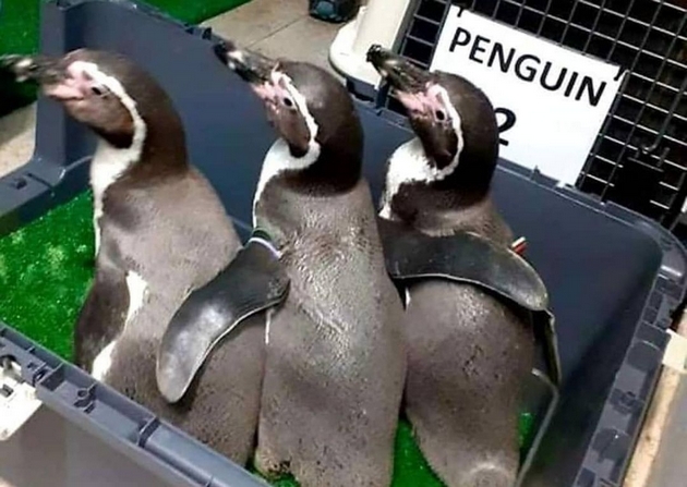 sinokja-vo-skopje-zoo-pristignaa-novi-zhivotni-nekolku-slatki-pingvini-foto-03.jpg