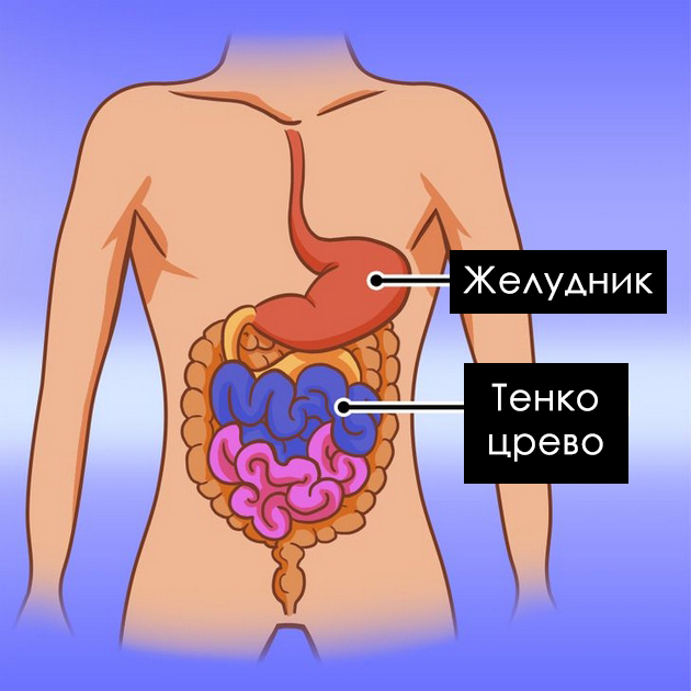 tenkoto-crevo-e-dolgo-7-metri-i-ushte-10-zabavni-fakti-za-digestivniot-sistem-05.jpg