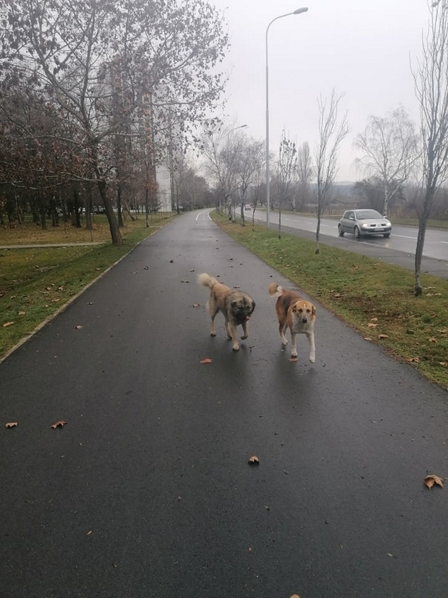 foto-na-denot-dve-kuchinja-se-ljubov-srede-vrnezhlivo-i-sivo-skopje-02.jpg