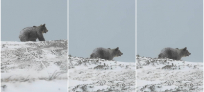 mladi planinari snimija mechka na shar planina beshe na 200m od nas toa ni e najvozbudliv moment video 01 povekje