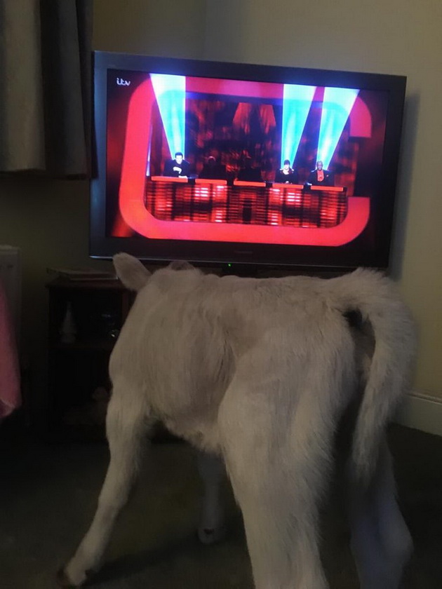malo-tele-misli-deka-e-kuche-otkako-semejstvo-go-spasilo-po-ragjanjeto-10.jpg