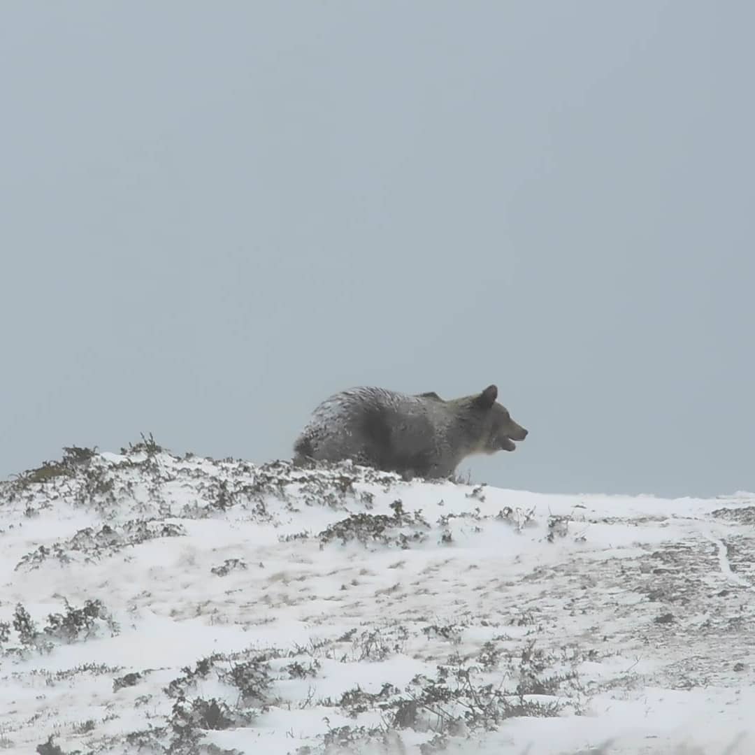 mladi-planinari-snimija-mechka-na-shar-planina-beshe-na-200m-od-nas-toa-ni-e-najvozbudliv-moment-video02.jpg