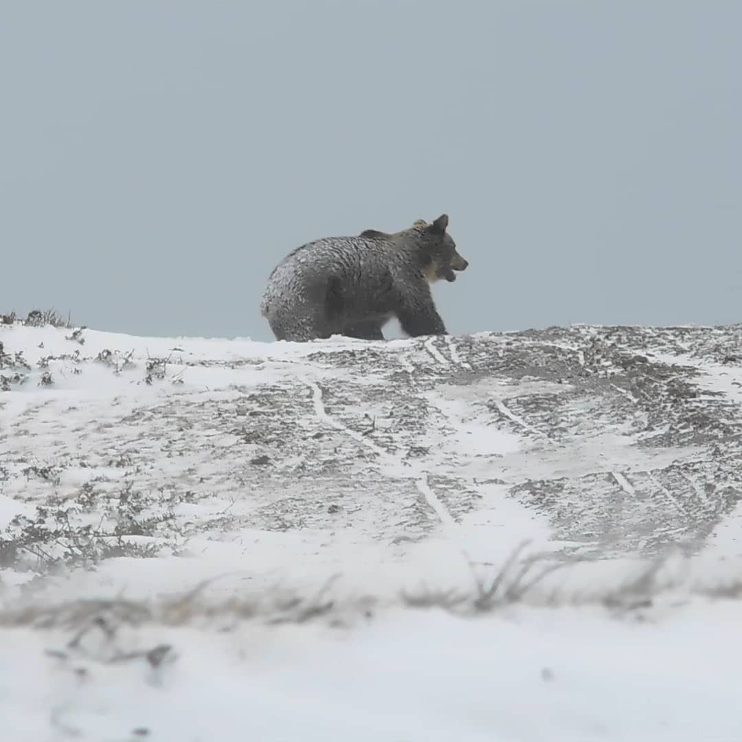 mladi-planinari-snimija-mechka-na-shar-planina-beshe-na-200m-od-nas-toa-ni-e-najvozbudliv-moment-video03.jpg