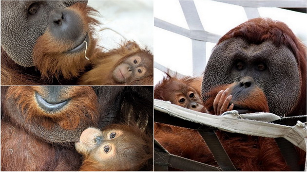 tatko-za-primer-orangutan-posveteno-se-grizhi-za-mladencheto-otkako-majkata-pochinala-01.jpg