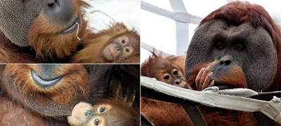tatko-za-primer-orangutan-posveteno-se-grizhi-za-mladencheto-otkako-majkata-pochinala-01povekje.jpg