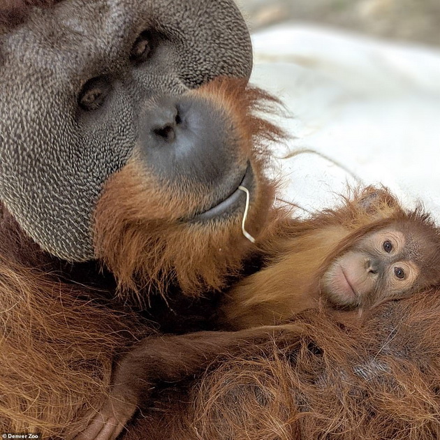 tatko-za-primer-orangutan-posveteno-se-grizhi-za-mladencheto-otkako-majkata-pochinala-02.jpg