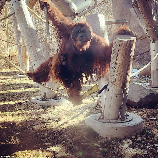 tatko-za-primer-orangutan-posveteno-se-grizhi-za-mladencheto-otkako-majkata-pochinala-03.jpg