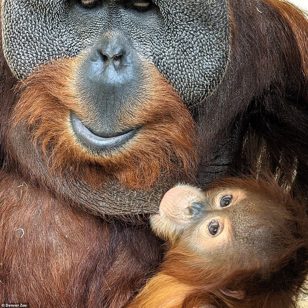 tatko-za-primer-orangutan-posveteno-se-grizhi-za-mladencheto-otkako-majkata-pochinala-04.jpg