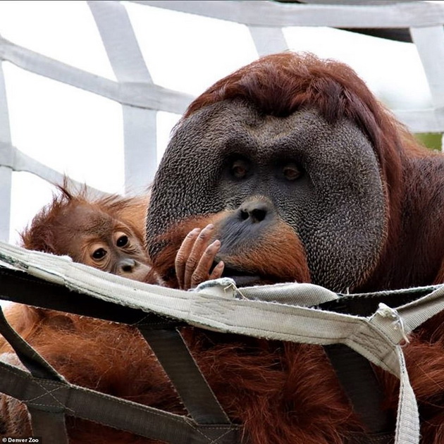 tatko-za-primer-orangutan-posveteno-se-grizhi-za-mladencheto-otkako-majkata-pochinala-05.jpg