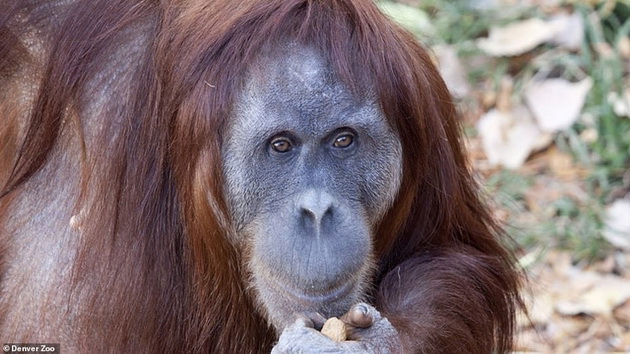 tatko-za-primer-orangutan-posveteno-se-grizhi-za-mladencheto-otkako-majkata-pochinala-06.jpg
