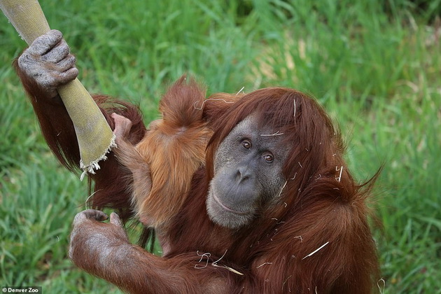 tatko-za-primer-orangutan-posveteno-se-grizhi-za-mladencheto-otkako-majkata-pochinala-07.jpg
