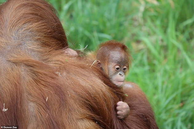 tatko-za-primer-orangutan-posveteno-se-grizhi-za-mladencheto-otkako-majkata-pochinala-08.jpg