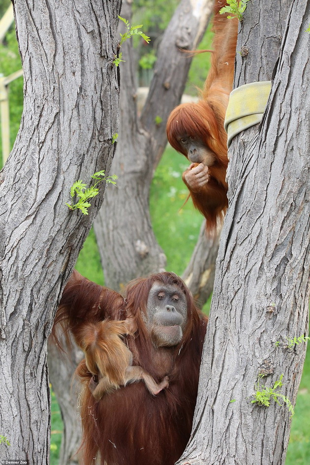 tatko-za-primer-orangutan-posveteno-se-grizhi-za-mladencheto-otkako-majkata-pochinala-10.jpg