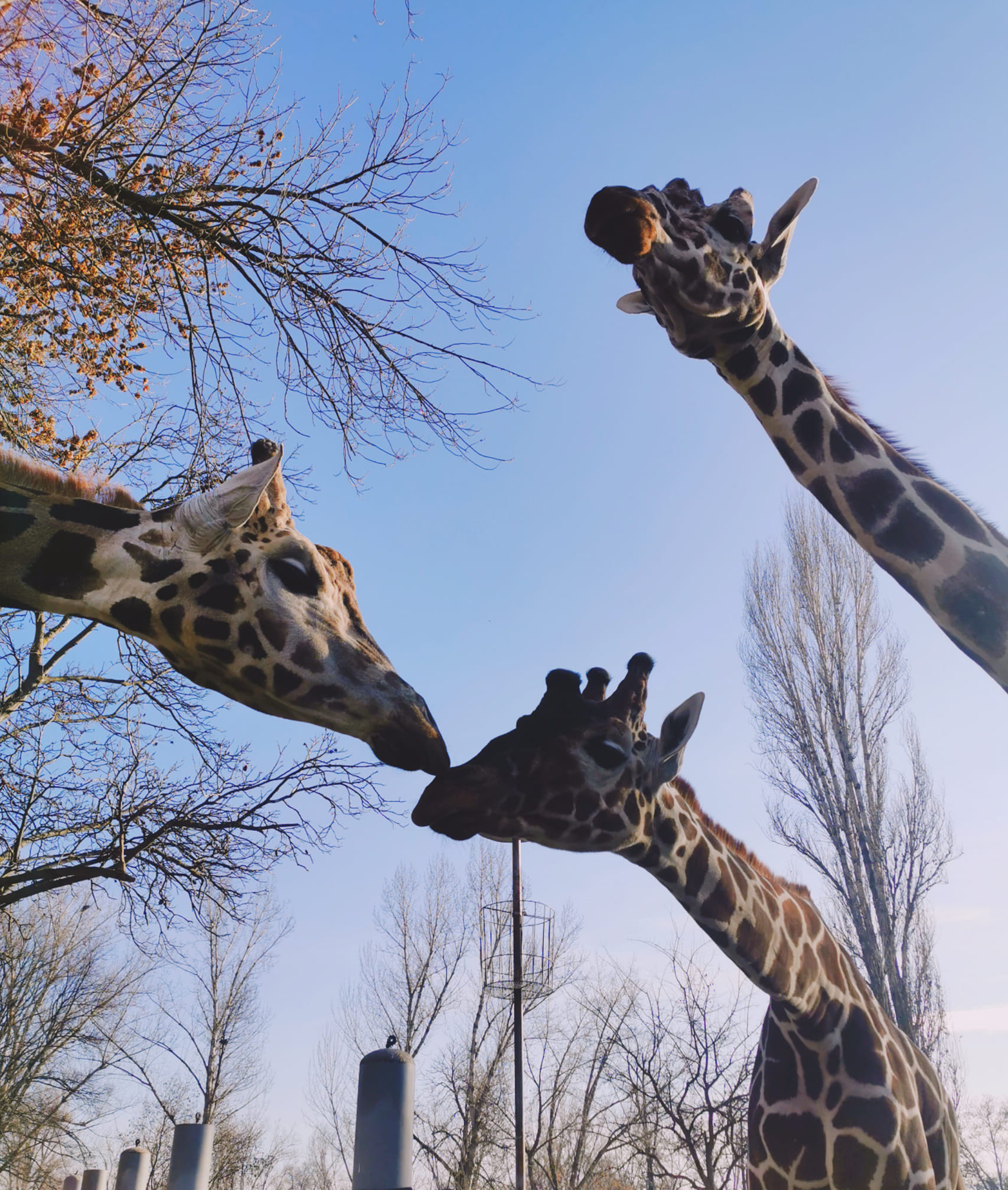 trchaj-vo-nebesnata-savana-zhirafata-tobogo-od-skopje-zoo-nenadejno-pochina-02.jpg