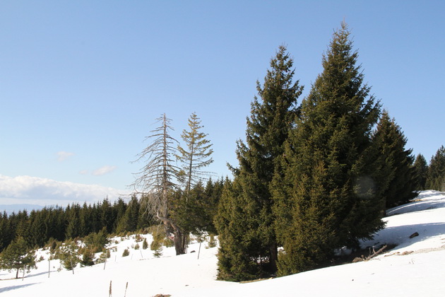 7-uredeni-ski-pateki-na-1744m-n-v-na-skijanje-na-golija-srbija-02.JPG