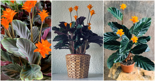 Vechen-plamen-Calathea-Crocata-01.jpg