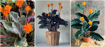 Vechen-plamen-Calathea-Crocata-povekje.jpg