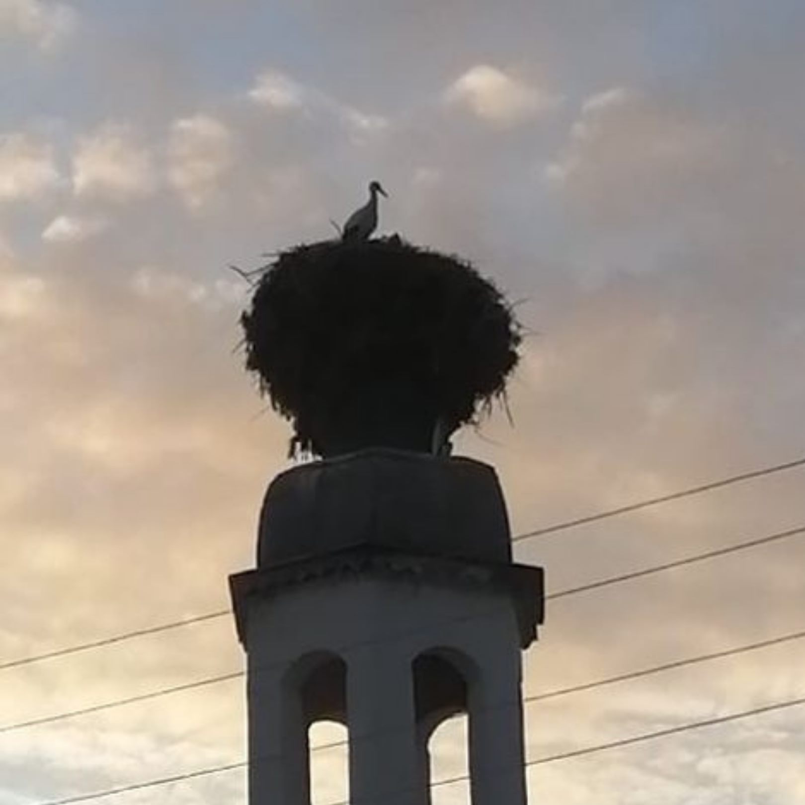 doagja-prolet-prviot-shtrk-pristigna-vo-makedonija-i-si-go-zafati-gnezdoto-foto-02.jpg