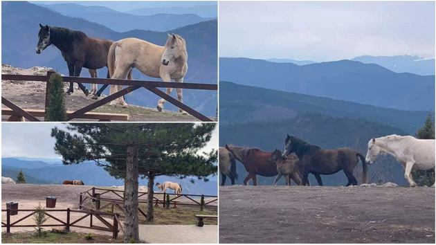 prekrasna-gletka-stado-divi-konji-na-kozjak-foto-01.jpg