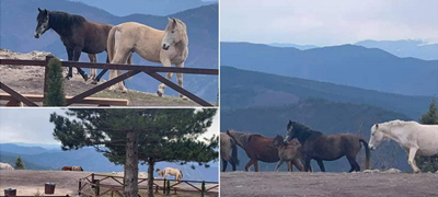 prekrasna-gletka-stado-divi-konji-na-kozjak-foto-01povekje.jpg