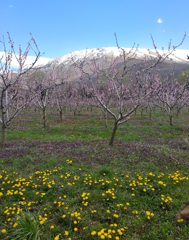 divine farms ovostarnik vo blizina na ohrid idninata na turizmot e vo alternativniot turizam 5