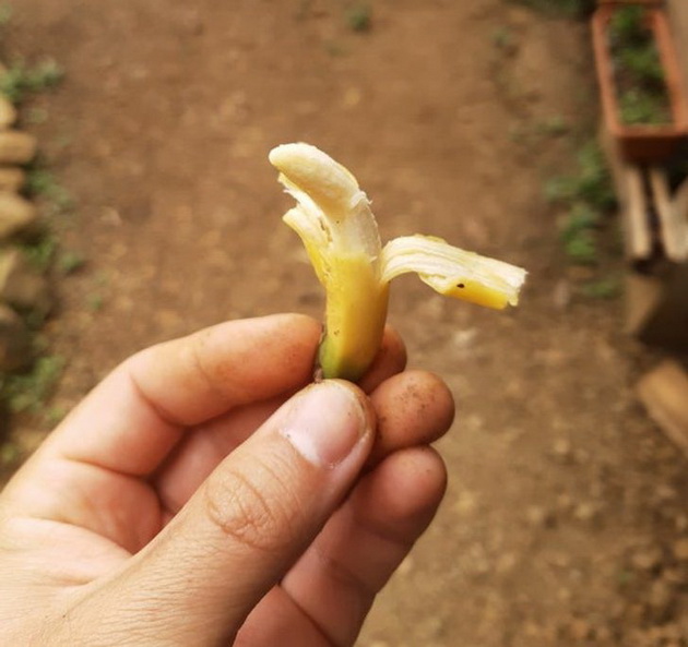 djudje-banana-domat-pomal-od-djamlija-14-raboti-od-sekojdnevieto-chija-golemina-kje-ve-zaprepasti-foto-02.jpg