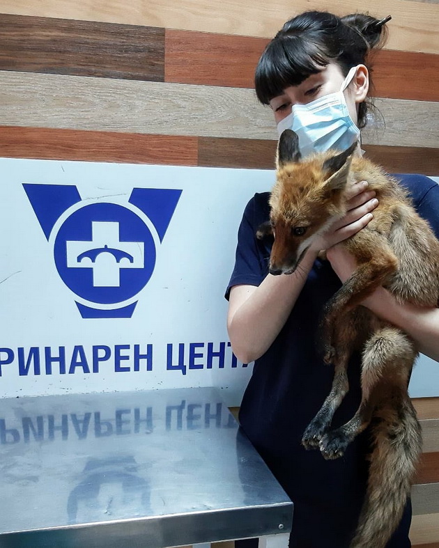 intervju-so-veterinarot-natasha-bojcheva-na-meche-mu-davav-med-i-mledo-so-shpric-machka-me-izgriza-vo-ordinacija-09.jpg