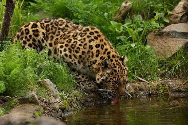 juzhnokineski-tigar-i-ushte-5-najkritichno-zagrozeni-zhivotinski-vidovi-02.jpg