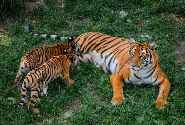 juzhnokineski-tigar-i-ushte-5-najkritichno-zagrozeni-zhivotinski-vidovi-06.jpg