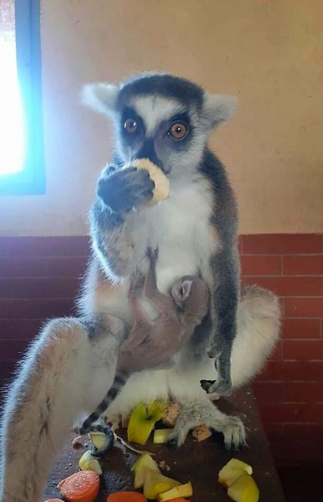 lemurce.jpg