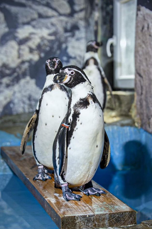 pingvini-1.jpg