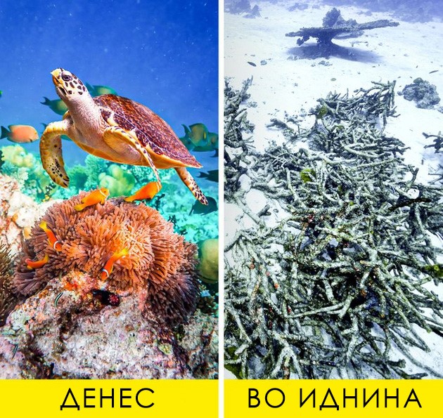 zoshto-ekspertite-se-zagrizheni-za-topenjeto-na-glecherite-i-kolkava-shteta-predizvikuva-ova-04.jpg
