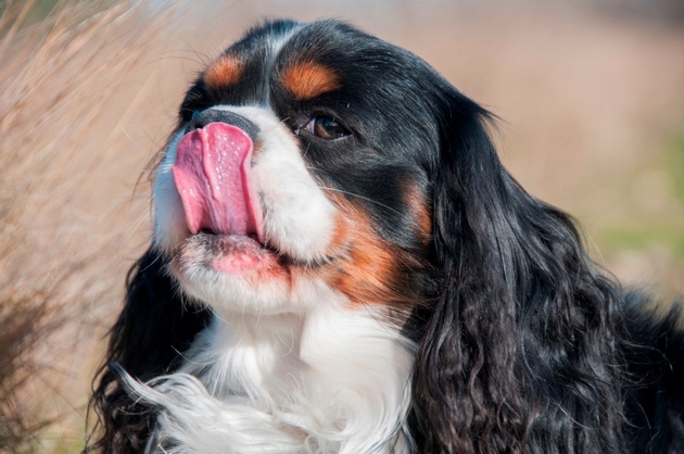 dali-plachat-zoshto-im-e-vlazhen-nosot-veterinari-odgovaraat-na-najchestite-prashanja-za-kuchinjata-milenici-02.jpg