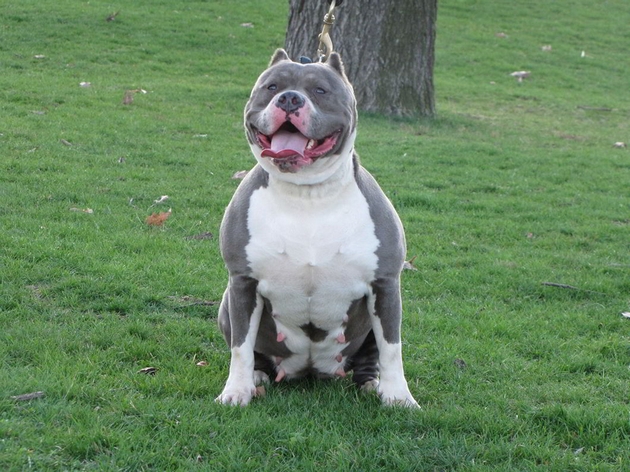 dali-plachat-zoshto-im-e-vlazhen-nosot-veterinari-odgovaraat-na-najchestite-prashanja-za-kuchinjata-milenici-03.jpg