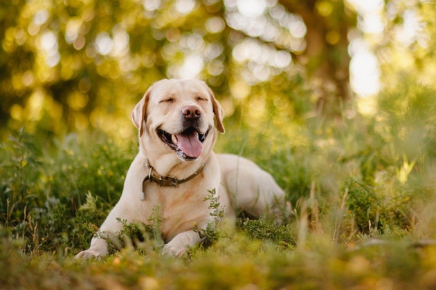 dali-plachat-zoshto-im-e-vlazhen-nosot-veterinari-odgovaraat-na-najchestite-prashanja-za-kuchinjata-milenici-07.jpg