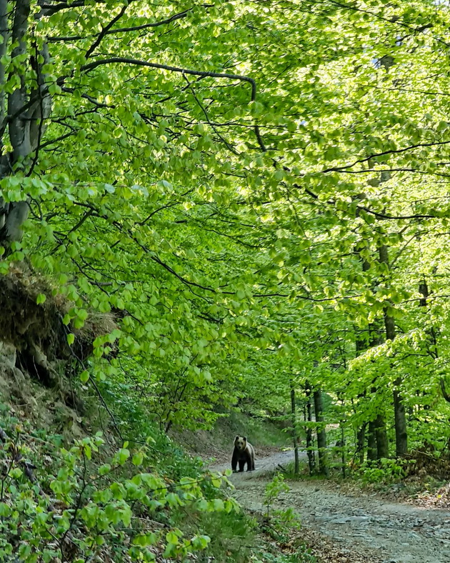 tea-jovanovska-so-drugarkite-na-shara-sretnavme-mechka-imashe-spoj-na-vozbuda-i-strav-foto-04.jpg