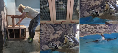 vo-skopje-zoo-pristignaa-novi-shest-pingvini-od-rusija-video-01povekje.jpg