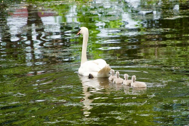 slatka-gletka-vo-park-vo-boston-tatko-lebed-se-grizhi-za-svoite-malechki-otkako-majkata-pochinala-foto-video-02.jpg