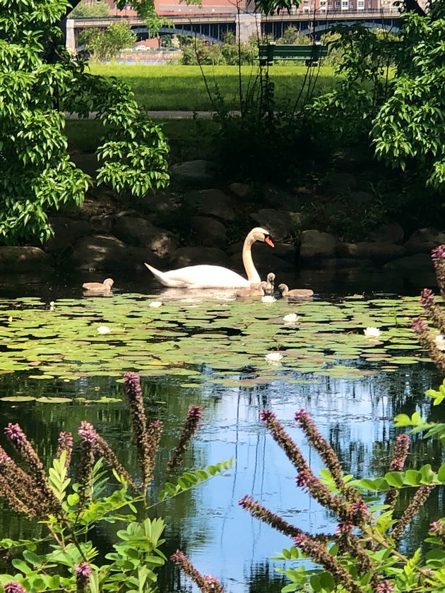 slatka-gletka-vo-park-vo-boston-tatko-lebed-se-grizhi-za-svoite-malechki-otkako-majkata-pochinala-foto-video-04.jpg