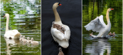 slatka-gletka-vo-park-vo-boston-tatko-lebed-se-grizhi-za-svoite-malechki-otkako-majkata-pochinala-foto-video-povekje.jpg