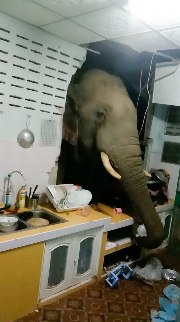 viralno-video-slon-vlegol-vo-kujna-vo-tajland-preku-dupka-na-dzidot-barajkji-hrana-03.jpg