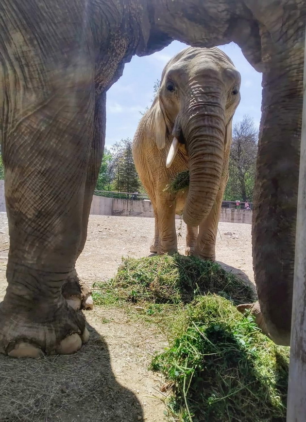 kako-im-se-pravi-pedikir-na-slonicite-vo-skopje-zoo-foto-03.jpg