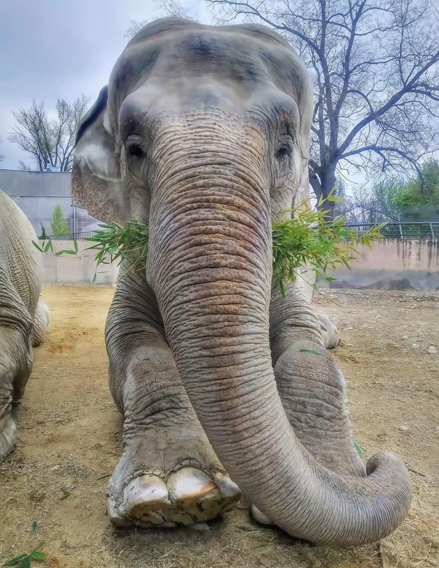 kako-im-se-pravi-pedikir-na-slonicite-vo-skopje-zoo-foto-04.jpg